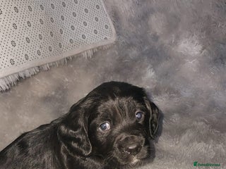 Sprocker dogs - Advert 1