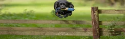Labrador Retriever dogs for sale: Labrador Retreiver Puppy Dogs in Dudley - Advert 10