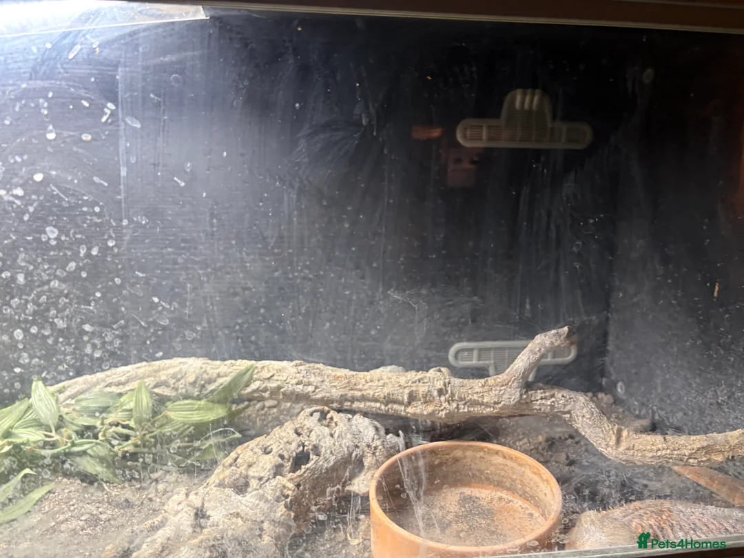Bearded Dragon reptiles for sale: 1bearded dragon 2years of age WITH ENCLOSURE - Advert 2