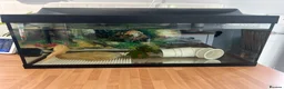 Axolotl reptiles for sale: 18 month old Golden axolotl  in Stourport-on-Severn - Advert 5