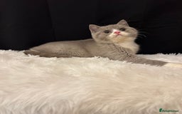 British Shorthair cats for sale: 💗 Gorgeous Full Pedigree BSH Trusted Breeder 💗 - Image 22