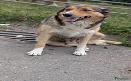 Welsh Collie dogs for sale: Welsh sheepdog puppies - Image 6