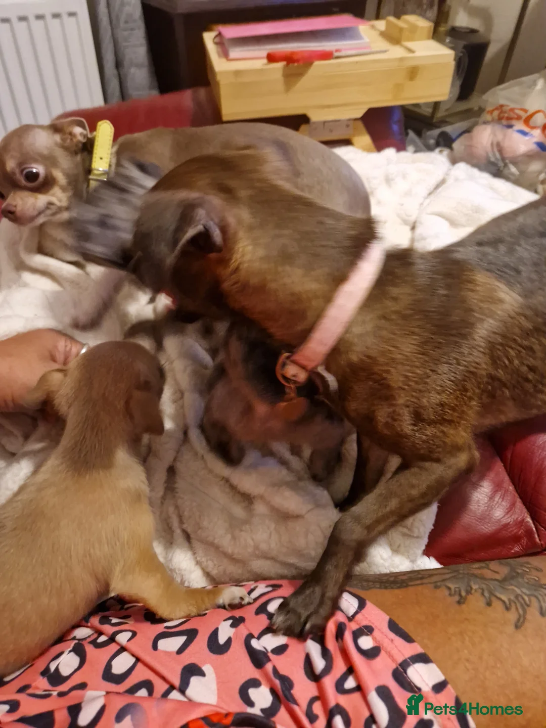 Chihuahua dogs for sale: Chihuahua  - Advert 2