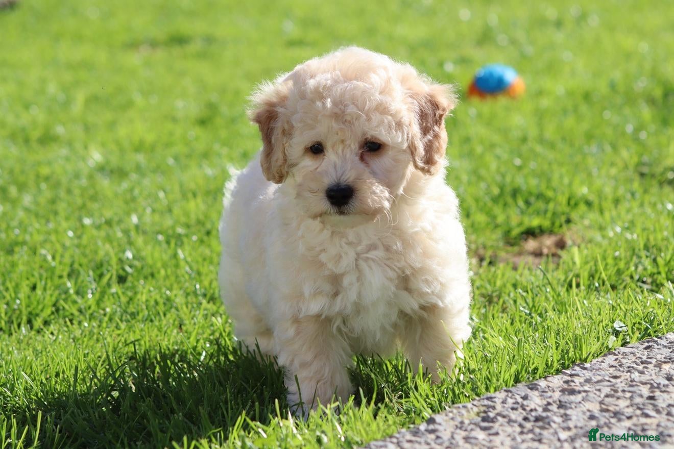Cavapoochon dogs Beautiful Cavapoochon puppies FULLY VACCINATED - Advert 1