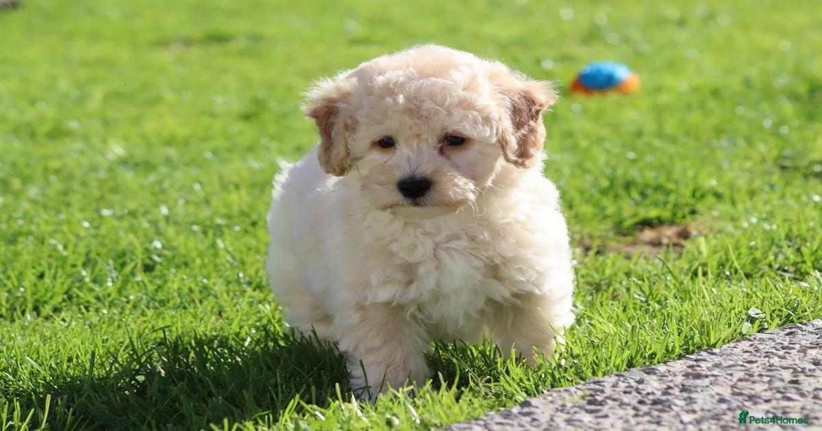Working lab Puppies for sale | Pets4Homes