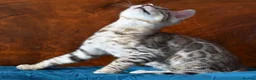 Bengal cats for sale: STUNNING SILVER MALE BENGAL CUB - Advert 8