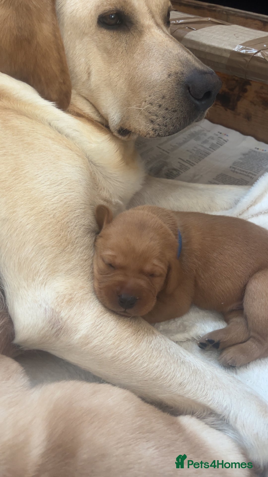 Labrador Retriever dogs for sale: Fox Red / yellow Labrador puppies for sale - Image 8