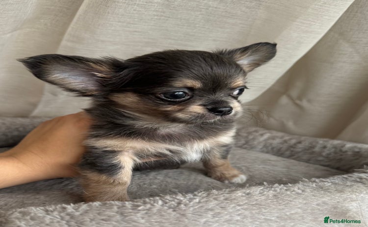 Chihuahua dogs - Advert 7