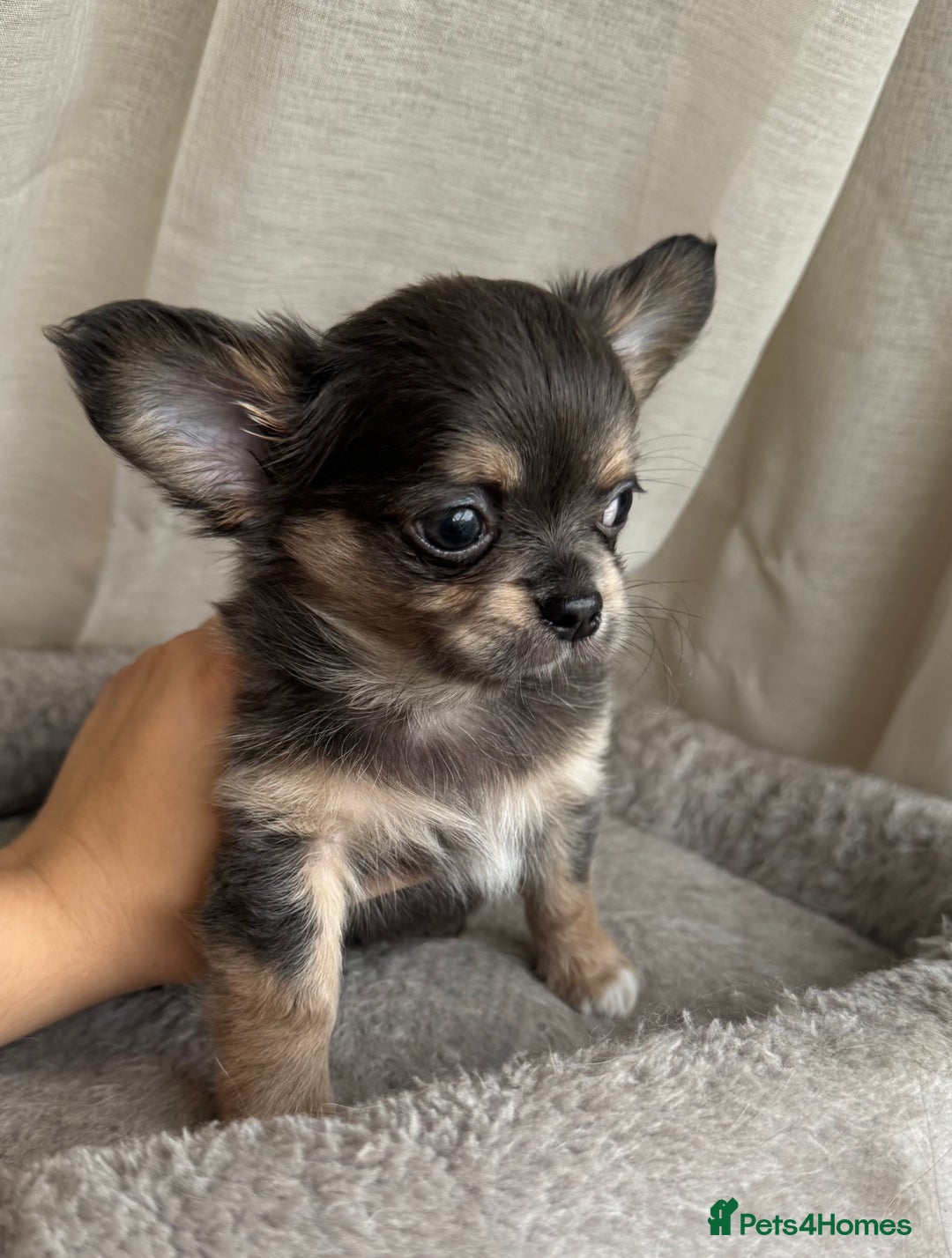 Chihuahua dogs for sale: XXS Tiny Chihuahua Long,Last Girl,Merle Blue Eye - Image 1