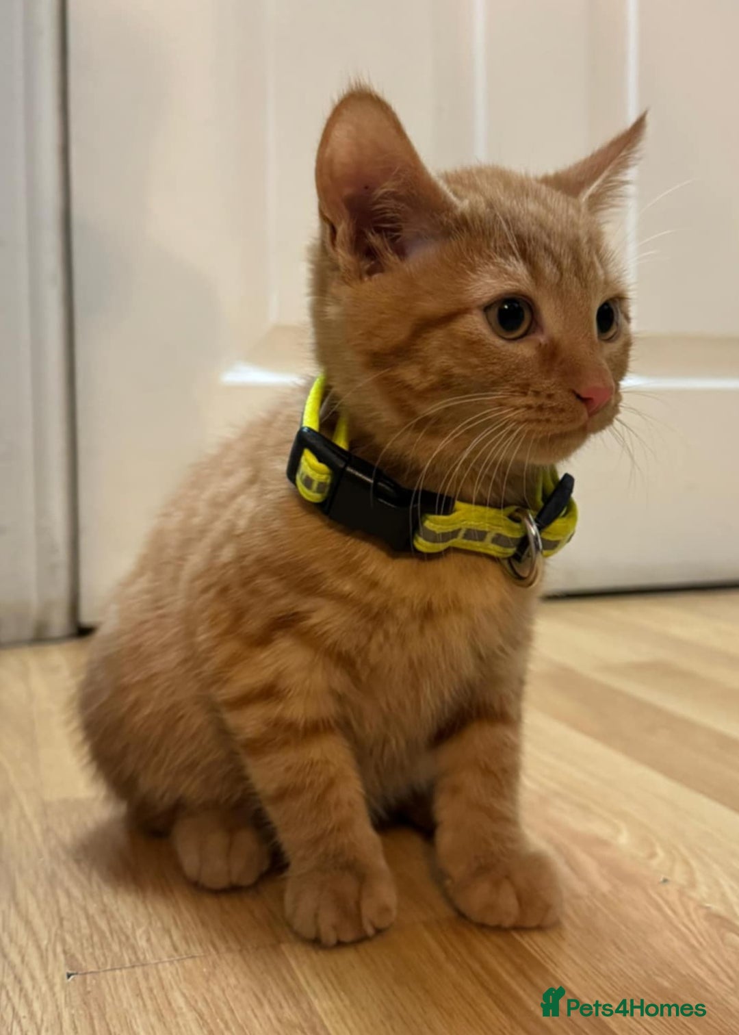 Mixed Breed cats for sale: Kittens ready to leave now  - Advert 8