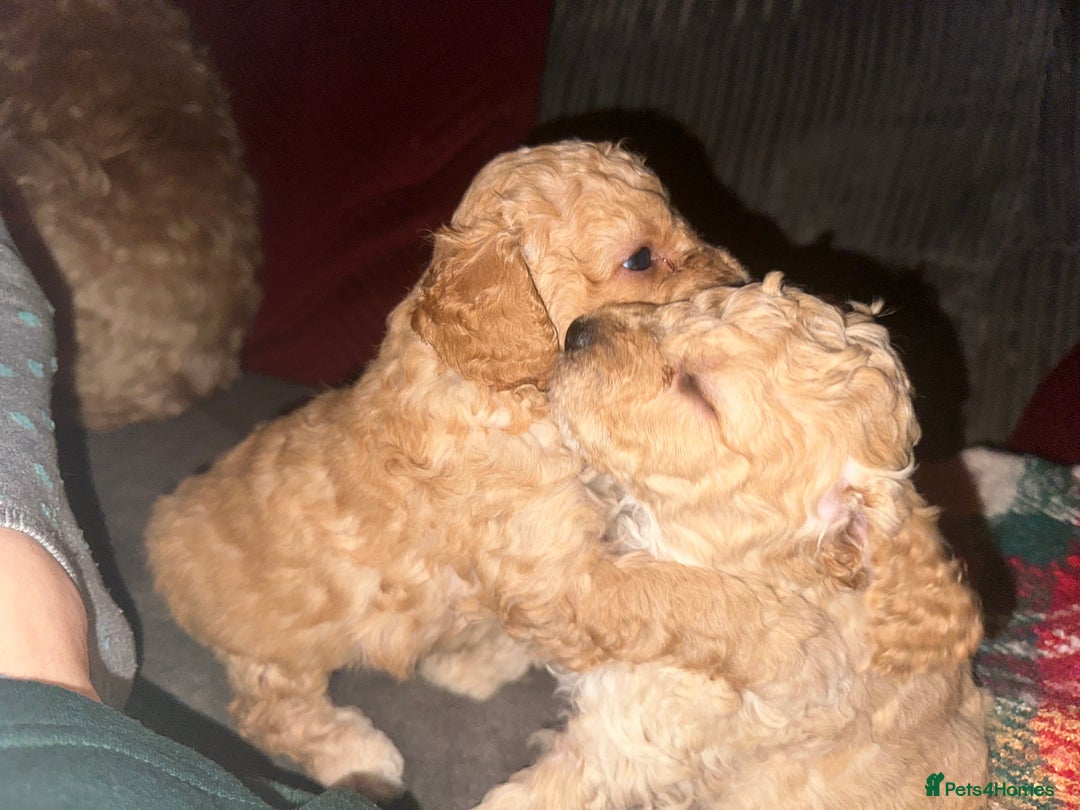 Cockapoo dogs for sale: Cockapoo puppies - Image 2