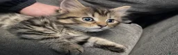 Mixed Breed cats for sale: 2 loving cuddly kittens looking for a forever home - Advert 3