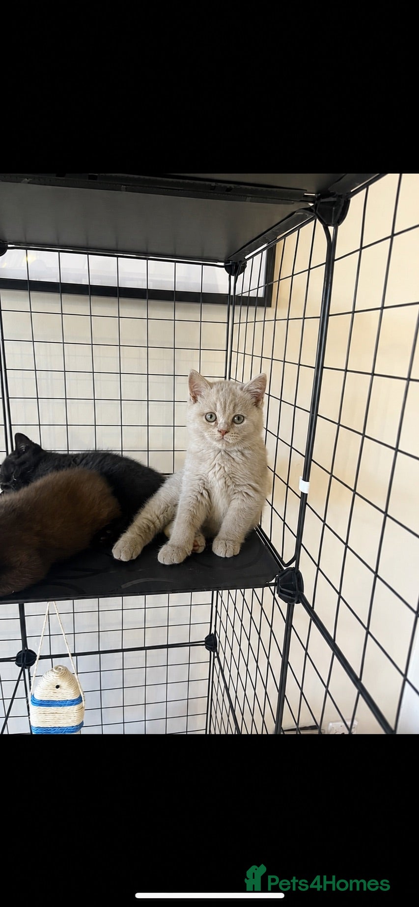 British Shorthair cats Ready now 2 lilac boys,  - Advert 1
