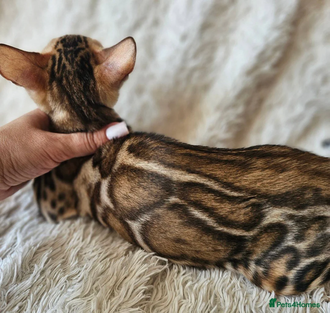 Bengal cats for sale: Import Bloodline Snow & Brown Clouded Bengals in Nelson - Advert 13