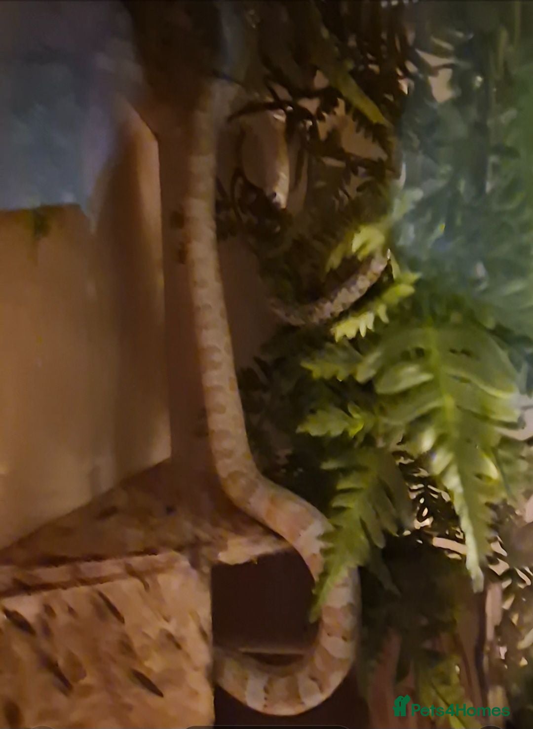 Corn Snake reptiles 4 y/o corn snake - Advert 2