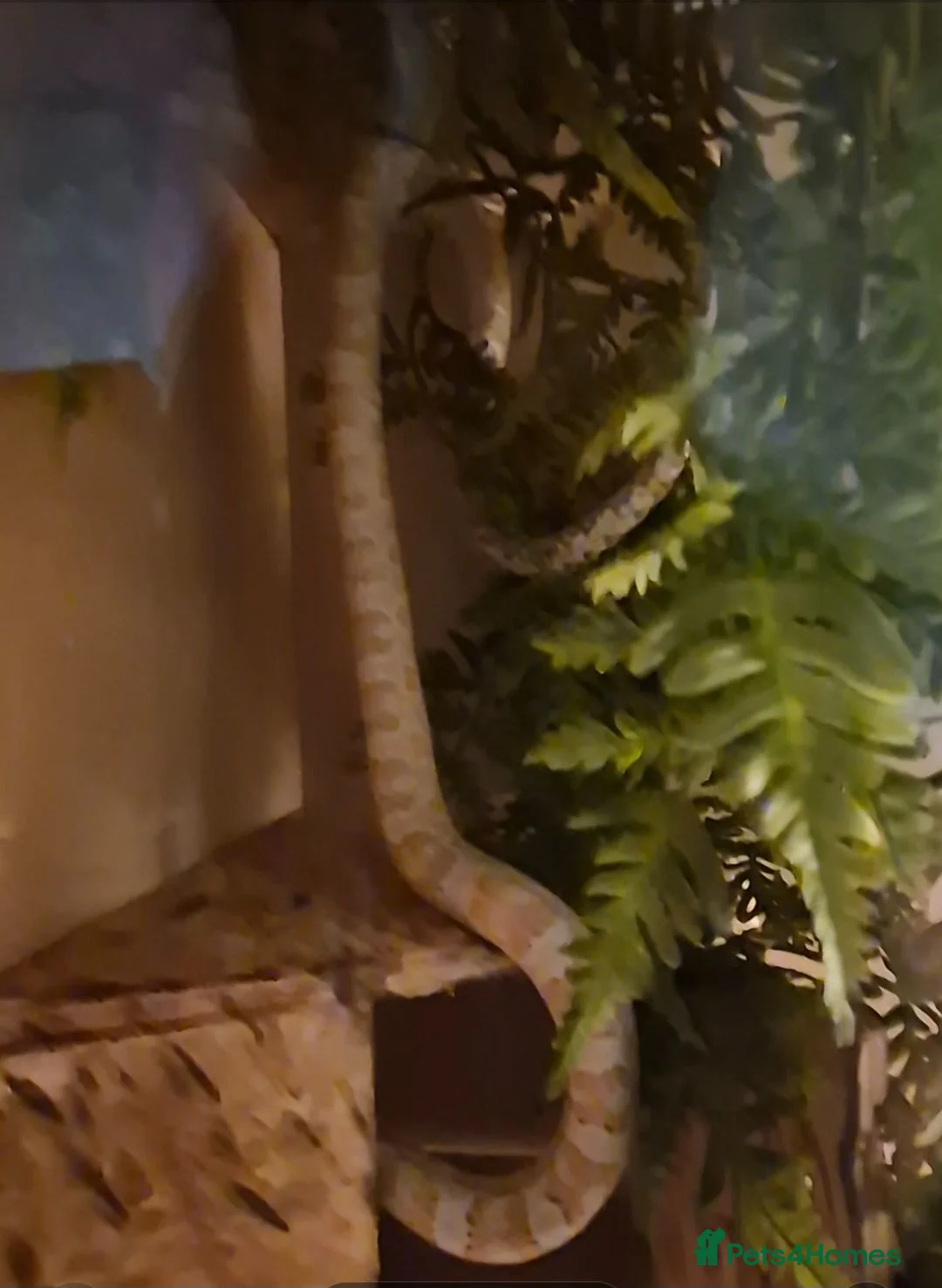 Corn Snake reptiles for sale: 4 y/o corn snake in Chelmsford - Advert 1