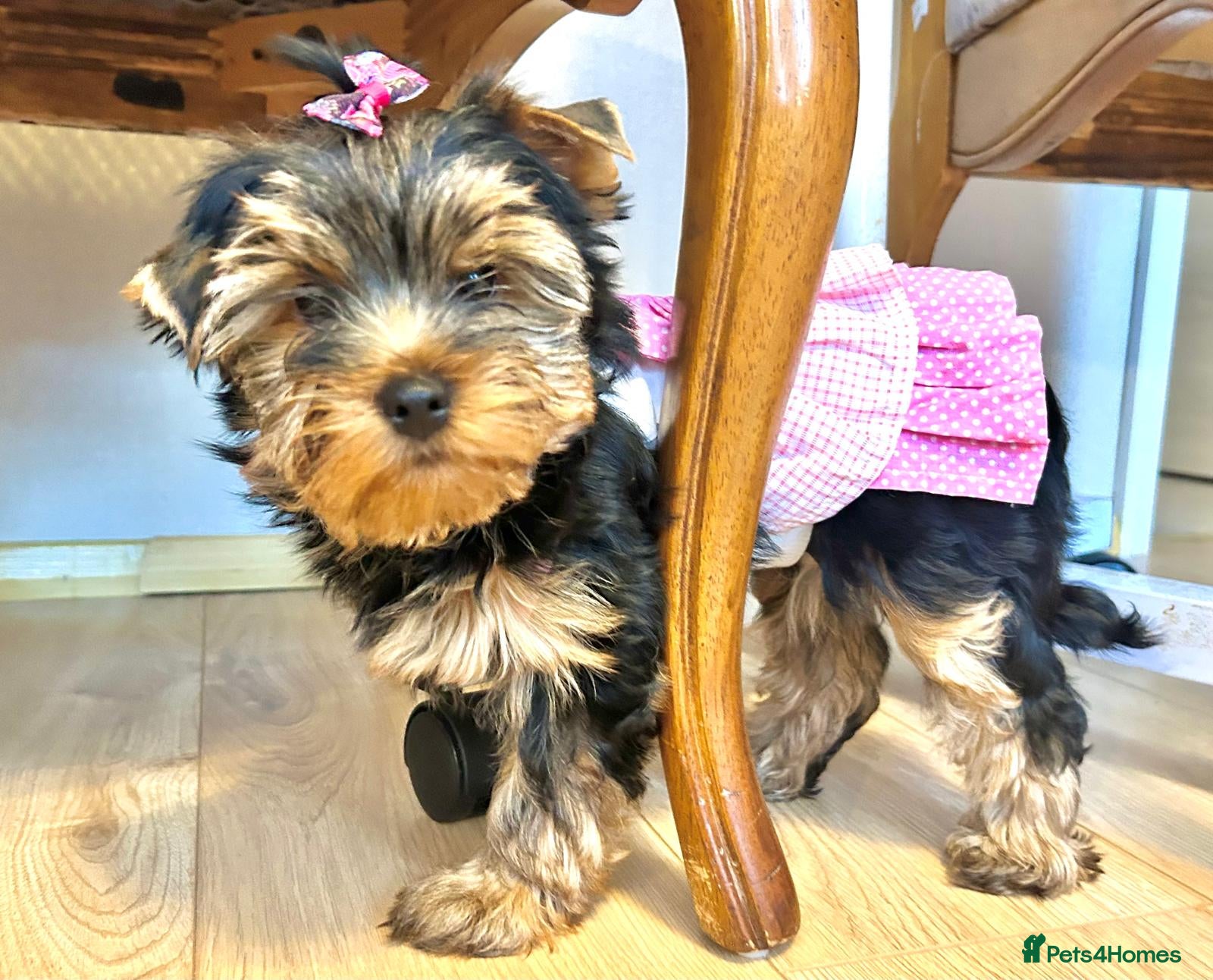 Yorkshire Terrier dogs 🌸 Beautiful Yorkshire Terrier Girls – 2 left 🌸 - Advert 1