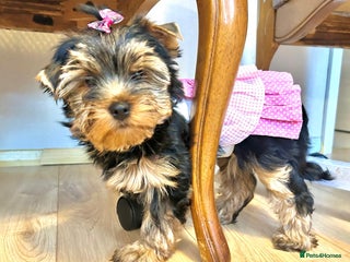 Yorkshire Terrier dogs 🌸 Beautiful Yorkshire Terrier Girls – 2 left 🌸 - Advert 1