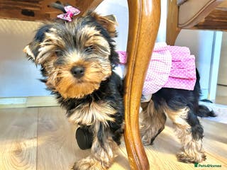 Yorkshire Terrier dogs 🌸 Yorkshire Terrier Girl🌸 - Advert 3