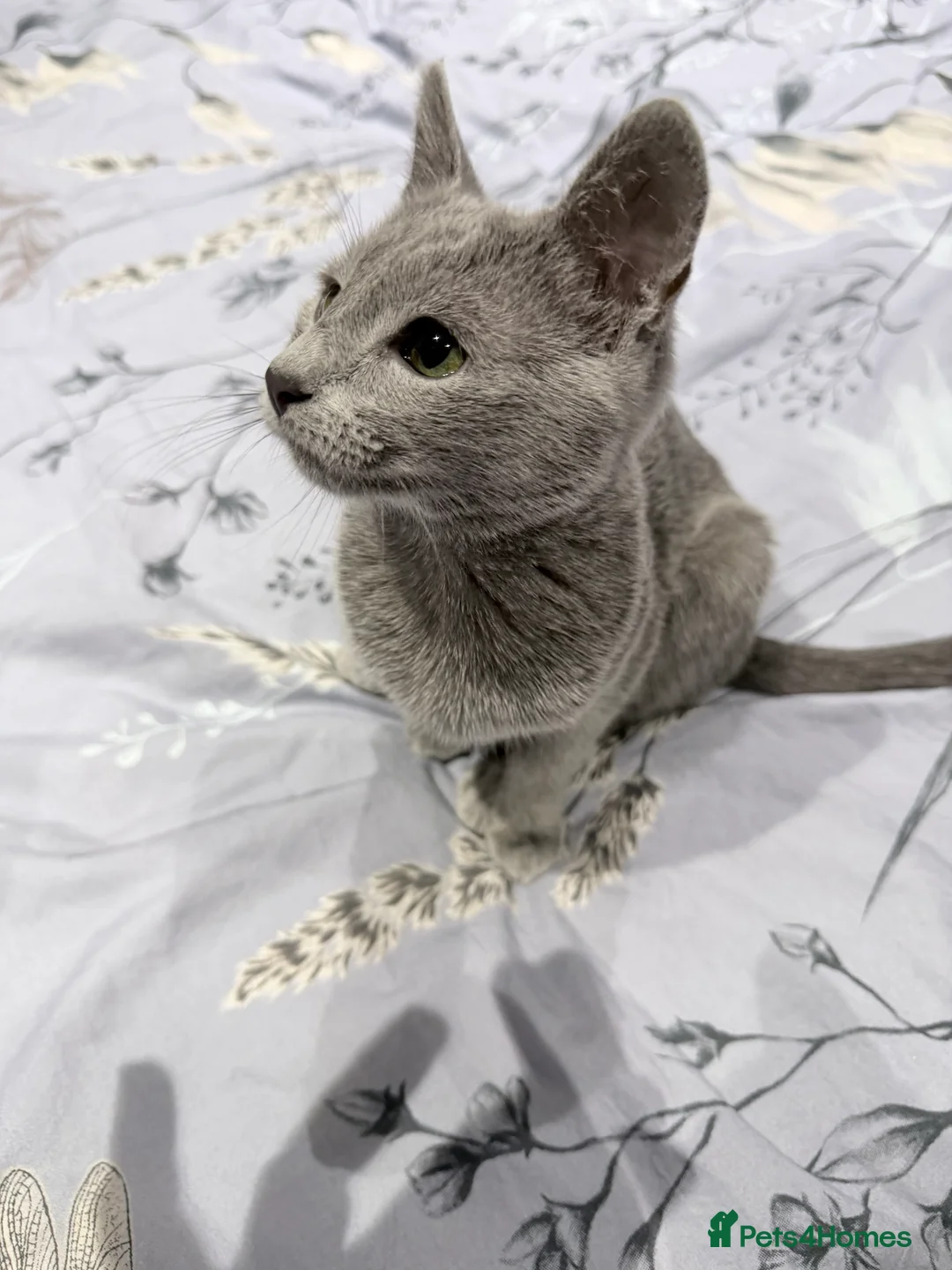 Russian Blue cats for sale: Adorable Russian blue kitten champion bloodline - Advert 5