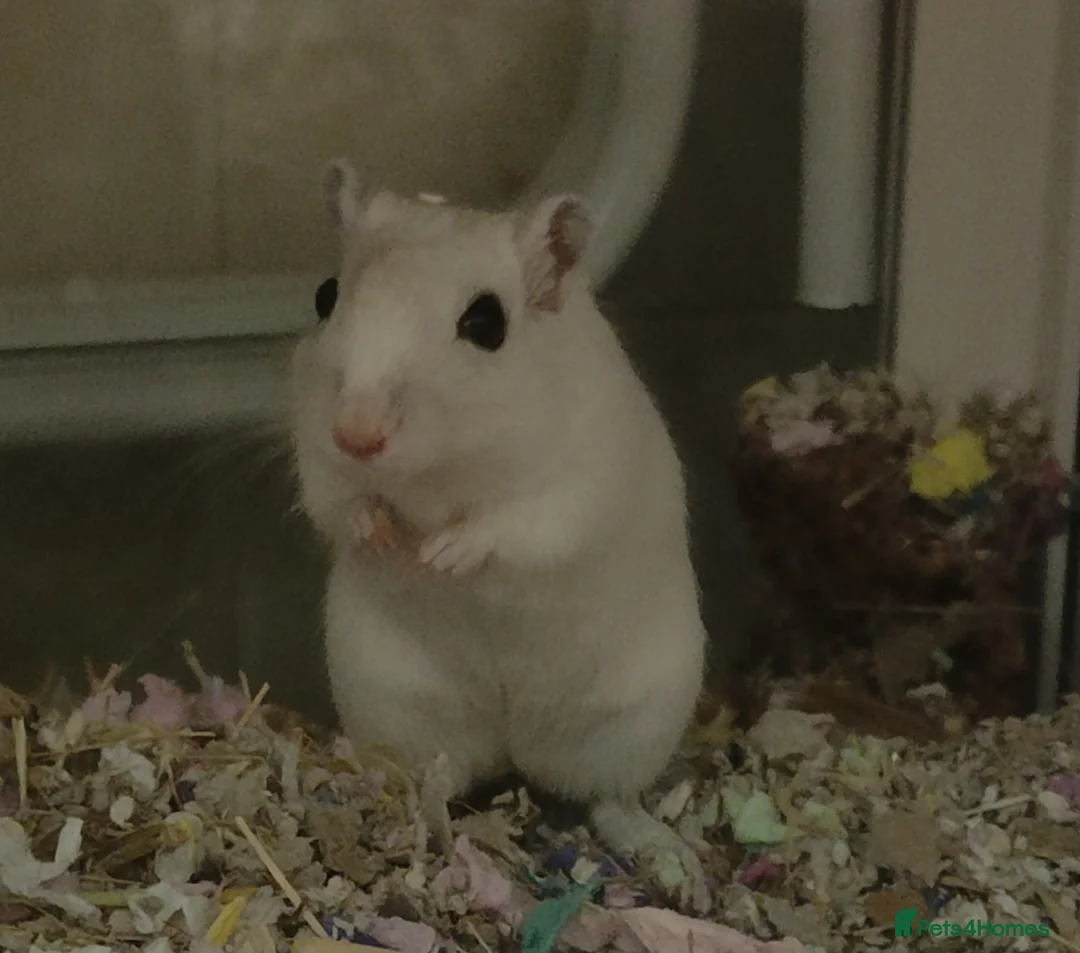 Gerbil rodents for sale: LONE GERBIL ROUGHLY 1 YEAR OLD  - Advert 5