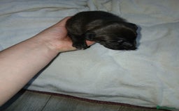 Staffordshire Bull Terrier dogs for sale: Staffordshire bull terror puppies  in London - Image 22