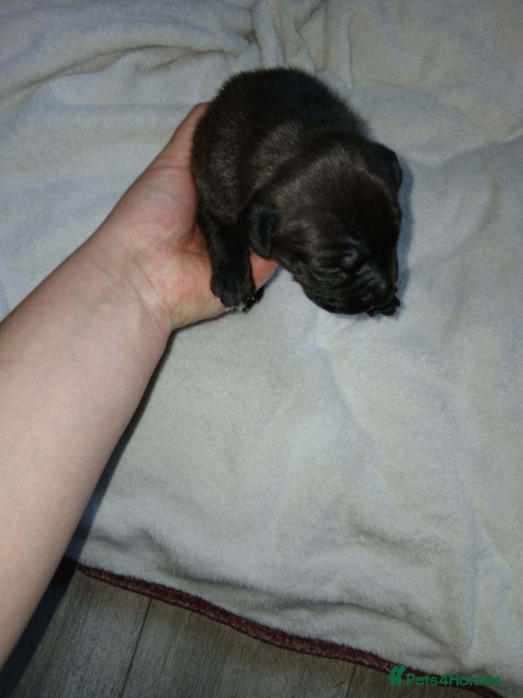 Staffordshire Bull Terrier dogs for sale: Staffordshire bull terror puppies  in London - Image 22