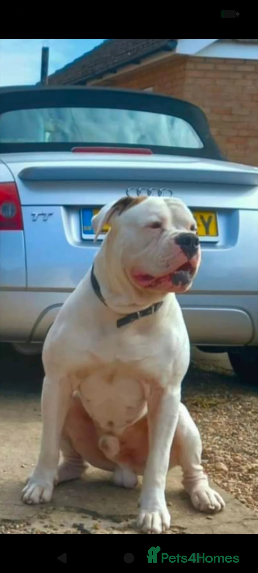 Mixed Breed dogs for sale: Rare BULL HERDER Puppies for sale  - Advert 2
