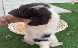 Cockapoo dogs for sale: F2  cockapoo puppies  - Image 17