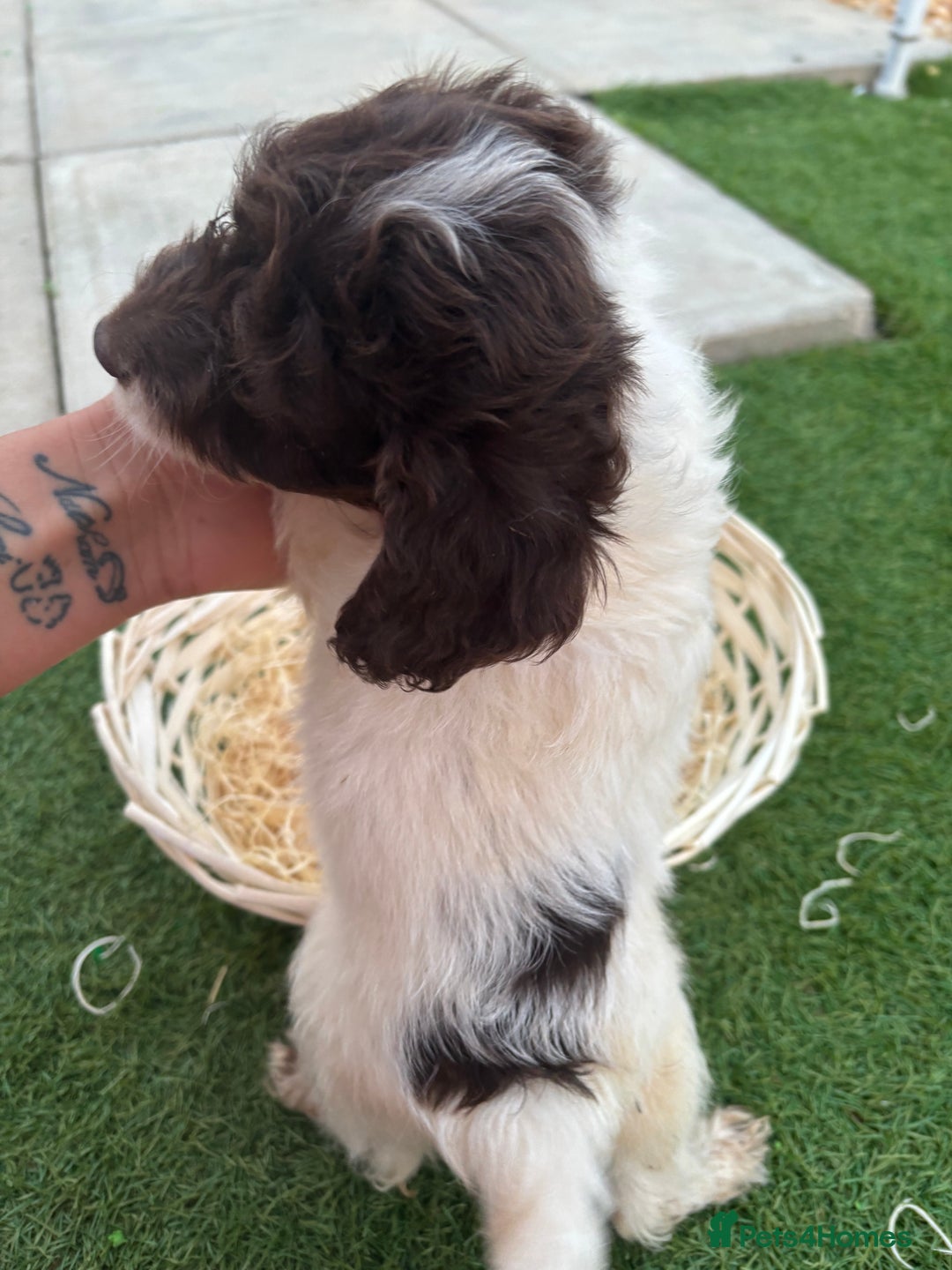Cockapoo dogs for sale: F2  cockapoo puppies  - Image 17