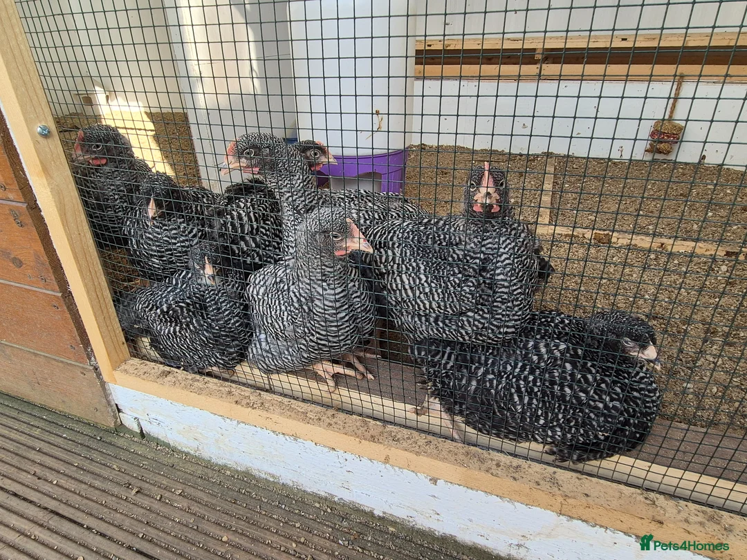 Chickens poultry for sale: Five Plymouth Rock cockerels for sale. - Advert 8