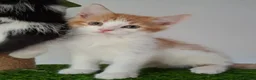 British Shorthair cats for sale: 6 beautiful kittens  in Tipton - Advert 10