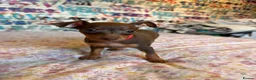 Miniature Pinscher dogs for sale: Miniature Pinscher Puppies for sale  - Advert 26