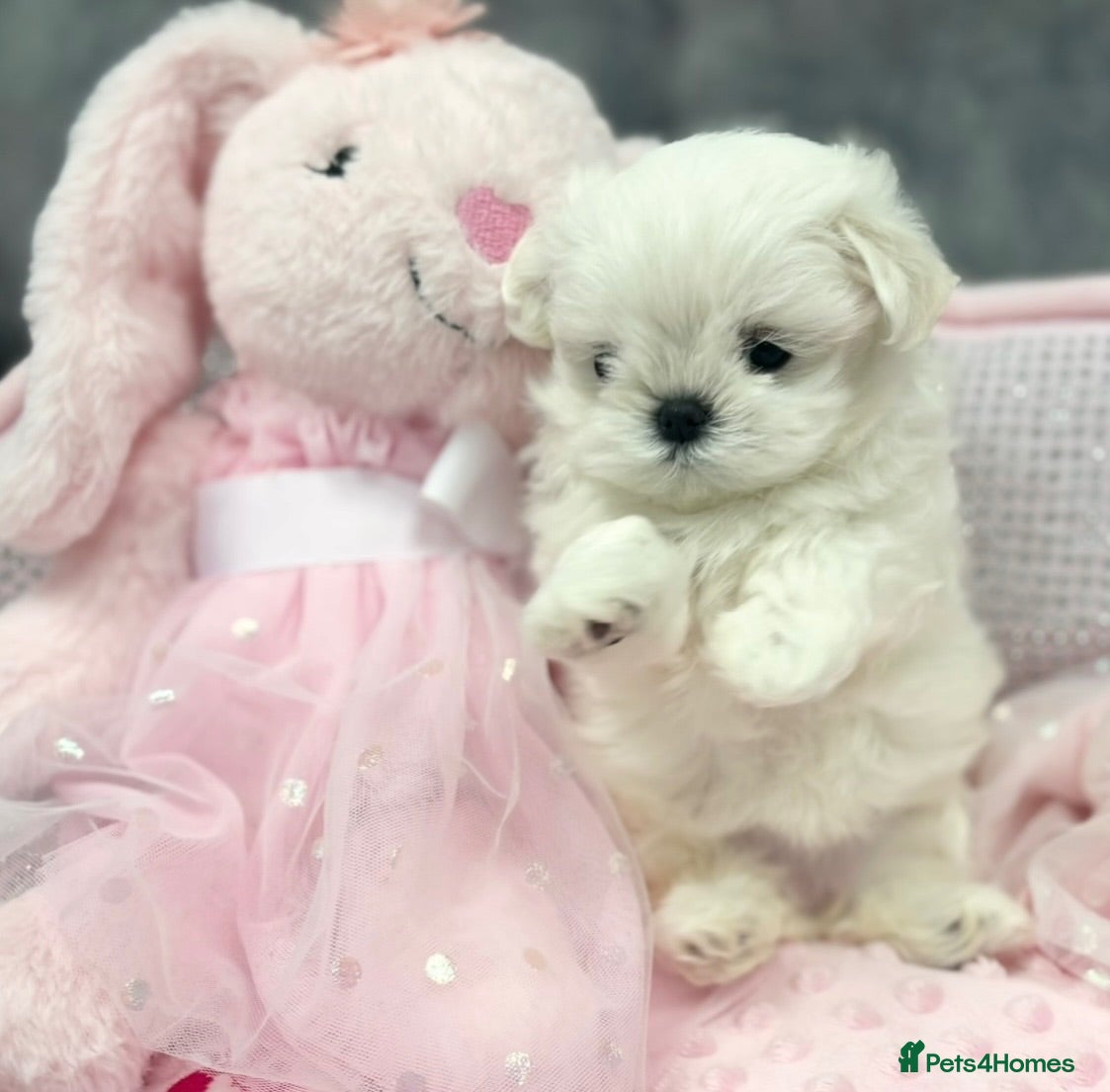 Maltese dogs Bambelina~ Simply The Best~ Korean Maltese - Advert 1