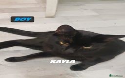 Domestic Shorthair cats for sale: 4 Cats FOR FREE or take One or Two 8 Months Old - Image 3