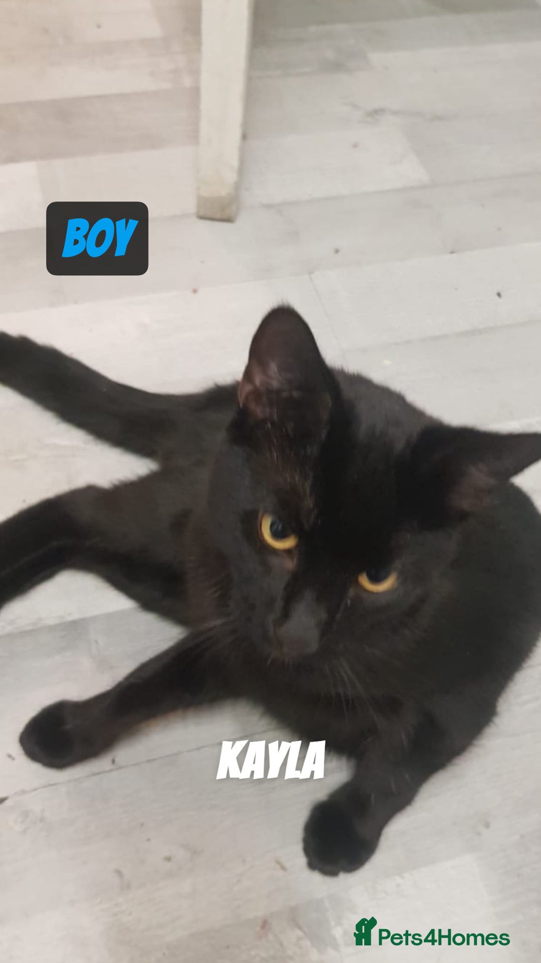 Domestic Shorthair cats for sale: 4 Cats FOR FREE or take One or Two 8 Months Old - Image 3