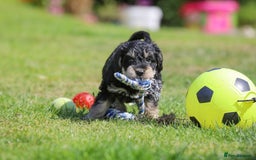 Mixed Breed dogs for sale: Schnoodle Puppies - Image 4