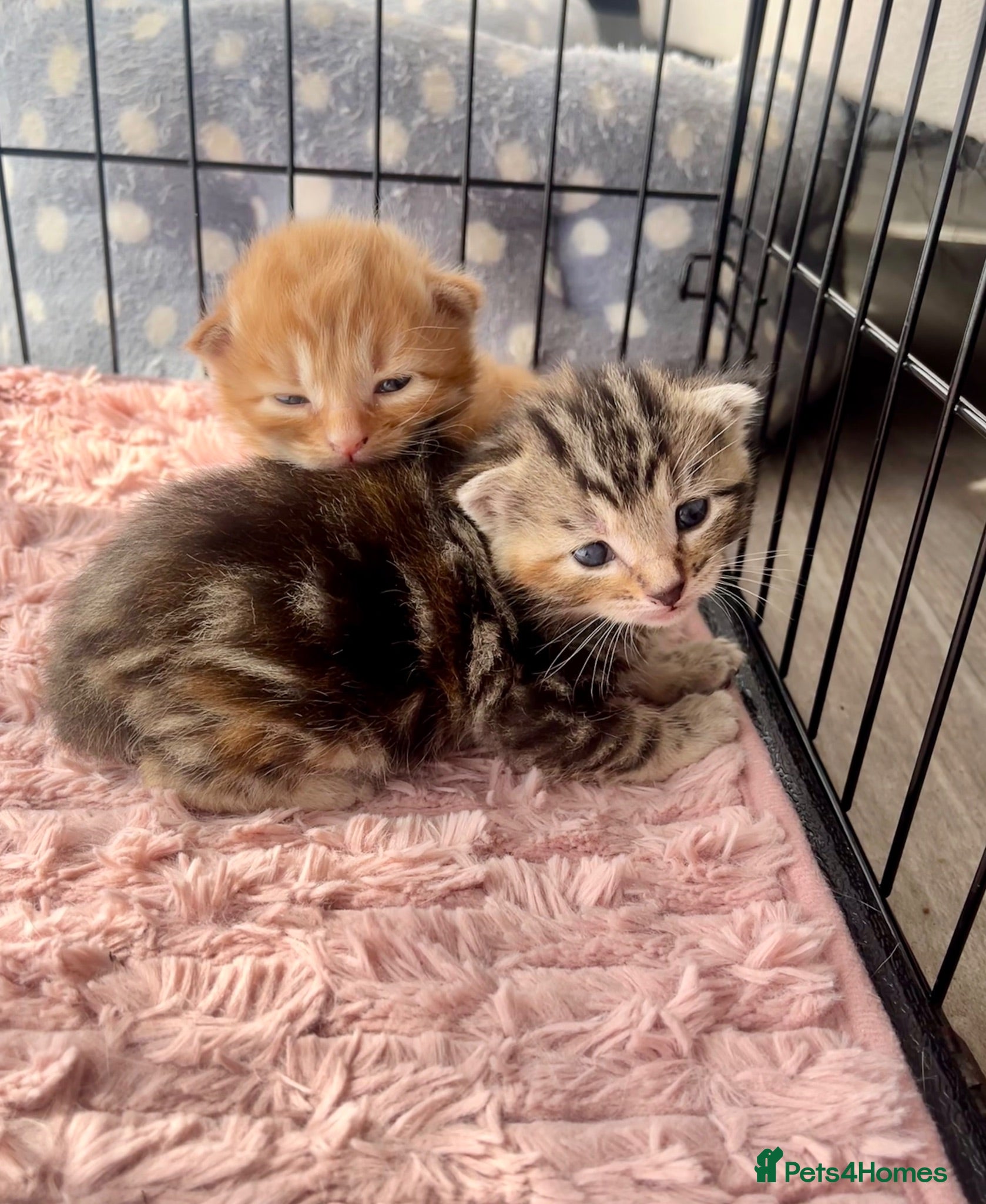 Siberian cats Two Fluffy Kittens!  - Advert 2