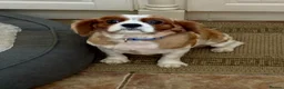 Cavalier King Charles Spaniel dogs for sale: Cavalier girl  - Advert 6
