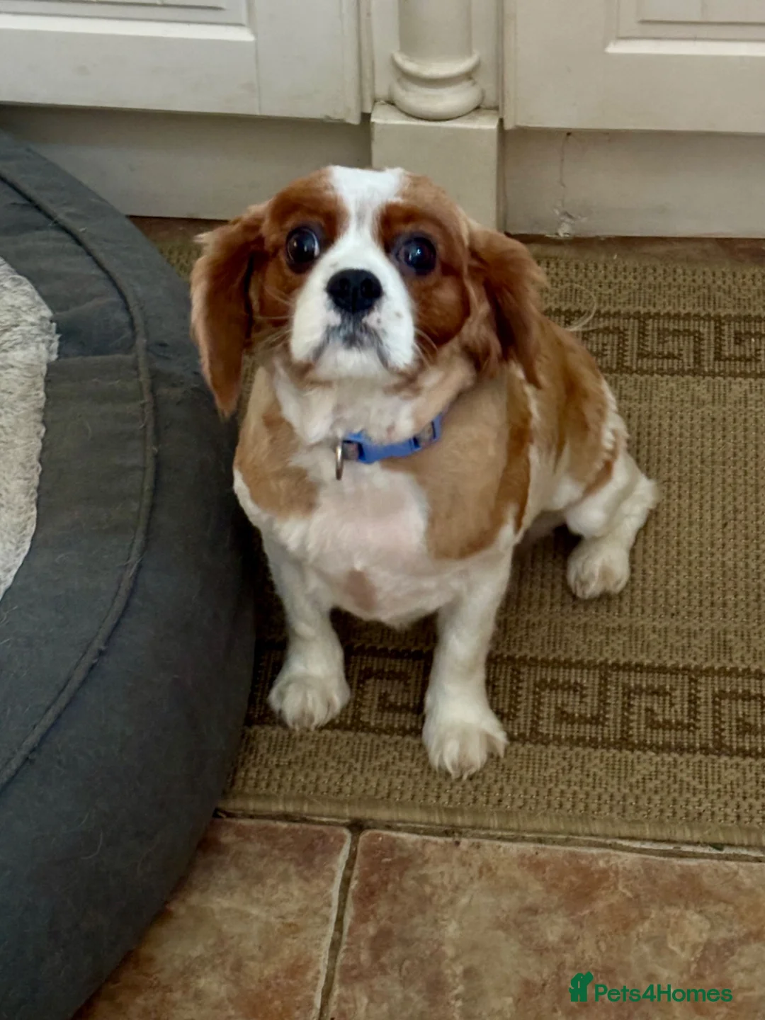 Cavalier King Charles Spaniel dogs for sale: Cavalier girl  - Advert 6