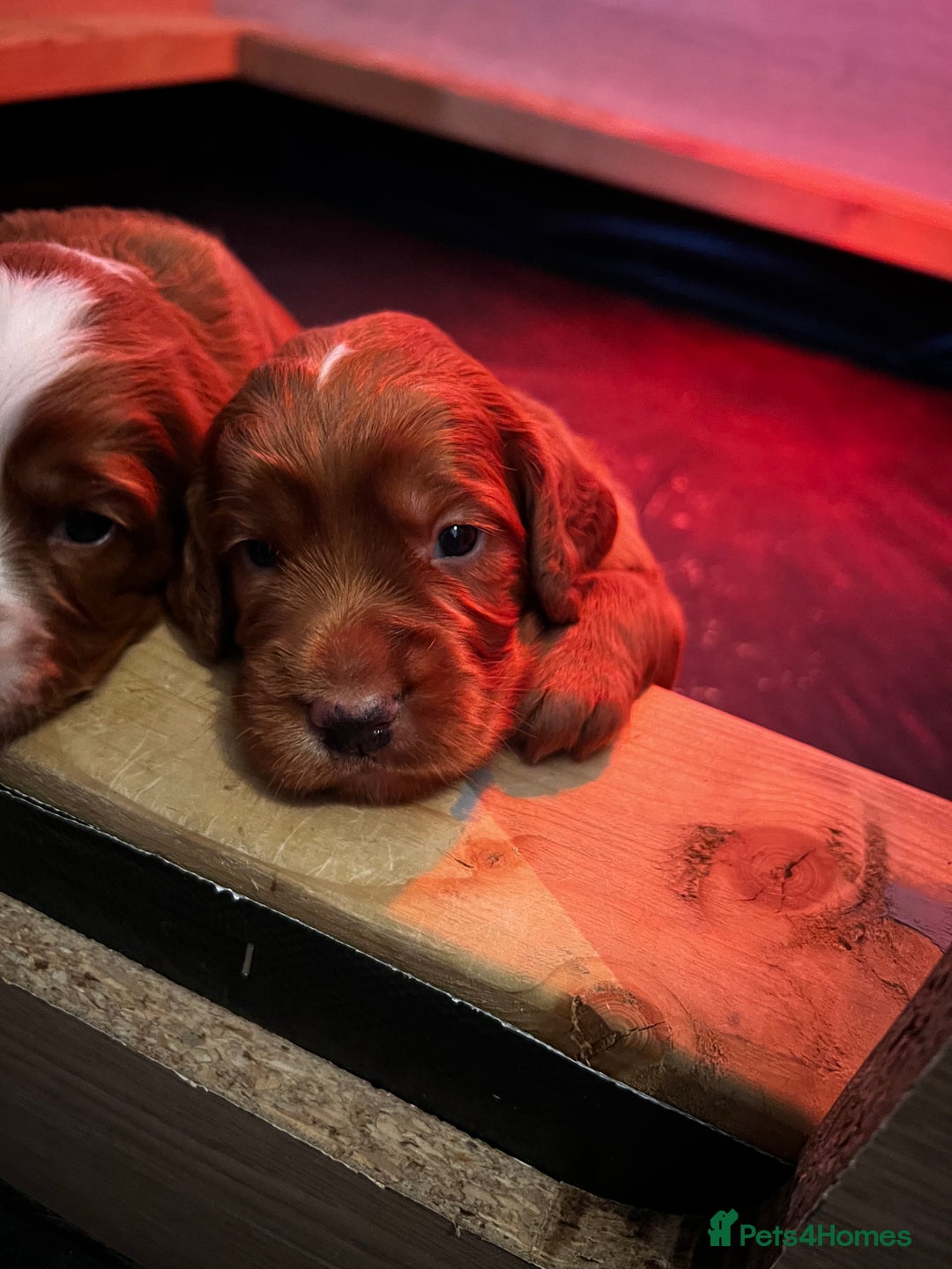 Cocker Spaniel dogs for sale: Working Cocker Spaniels  - Image 2