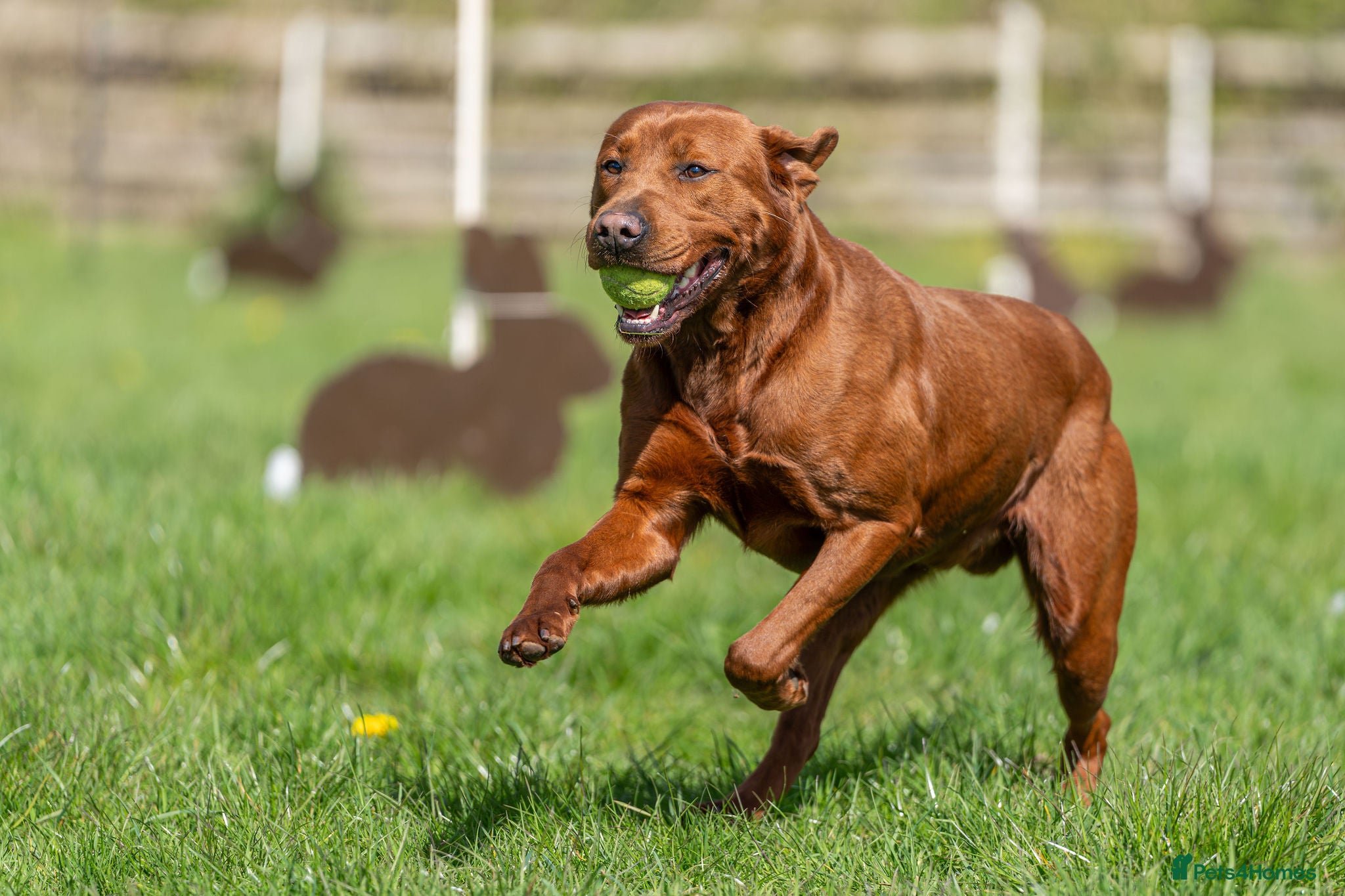 Labrador Retriever dogs AGLABS ICON - HEALTH TESTED DARKEST FOX RED in Grantham - Advert 5