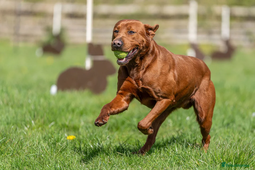 Labrador Retriever dogs for stud: AGLABS ICON - HEALTH TESTED DARKEST FOX RED in Grantham - Advert 1
