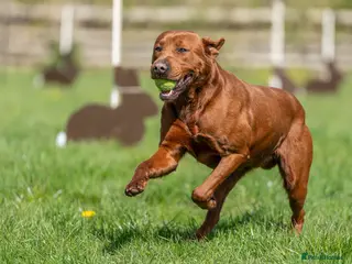 Labrador Retriever dogs AGLABS ICON - HEALTH TESTED DARKEST FOX RED in Grantham - Advert 8