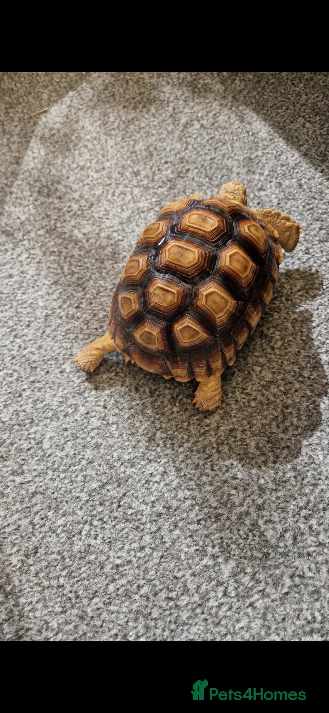 Tortoise reptiles for sale: Sulcata tortoise in Wrexham - Advert 2