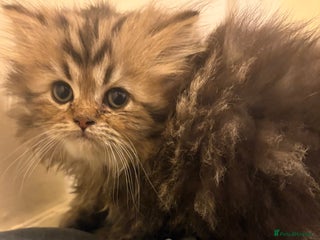 Persian cats - Advert 1