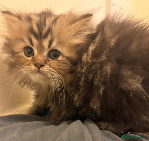 Persian cats - Advert 4