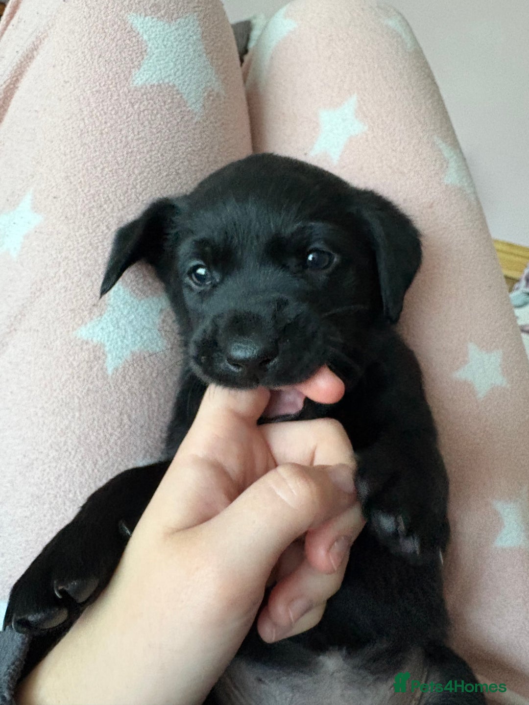 Labrador Retriever dogs for sale: Gorgeous chunky black lab pups🖤 - Advert 24