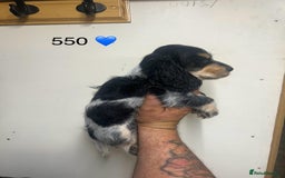 Cocker Spaniel dogs for sale: Blue Roan and Blue Roan & Tan - Image 4