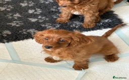 Cavapoo dogs for sale: Last pup left! F1 Cavapoo boy - Image 5